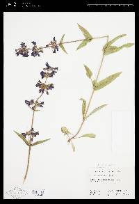 Penstemon attenuatus image