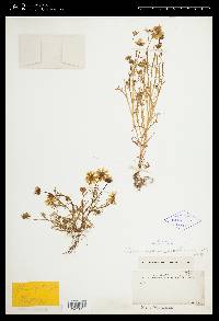 Blennosperma californicum image