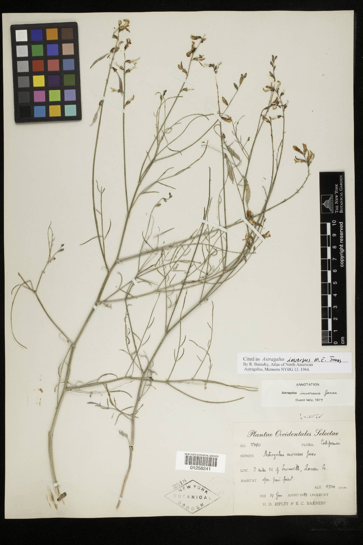 Astragalus inversus image