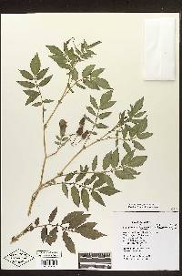 Solanum oxycarpum image