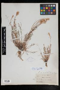 Astragalus obscurus image