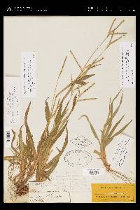 Paspalum setaceum var. stramineum image