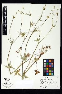 Ranunculus uncinatus image