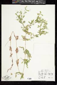 Galium mexicanum image