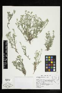 Cryptantha torreyana image