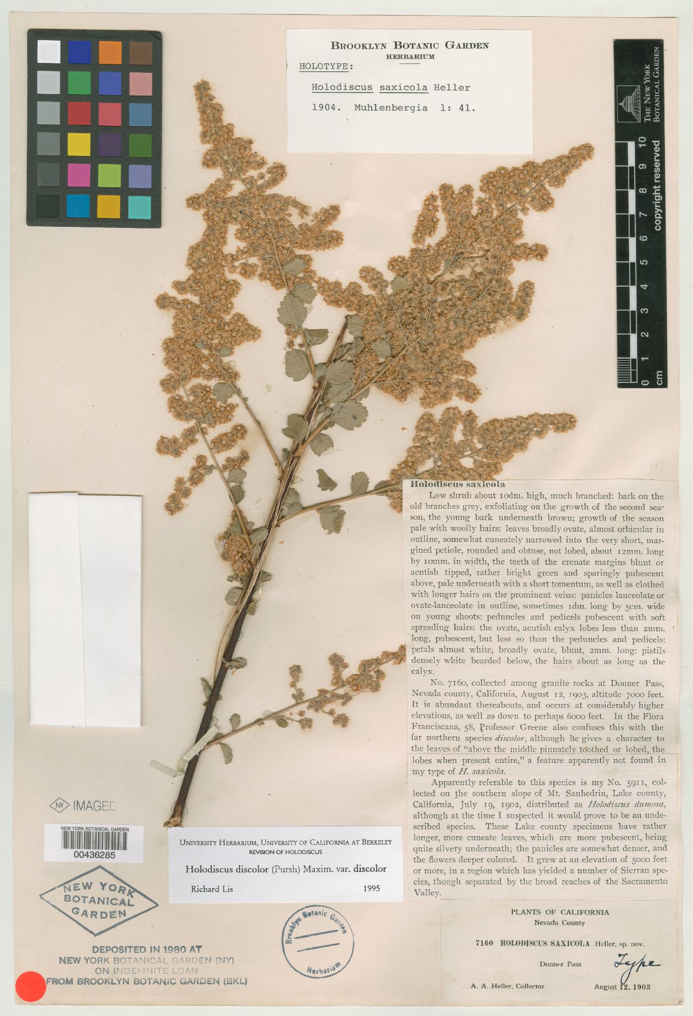 Holodiscus saxicola image