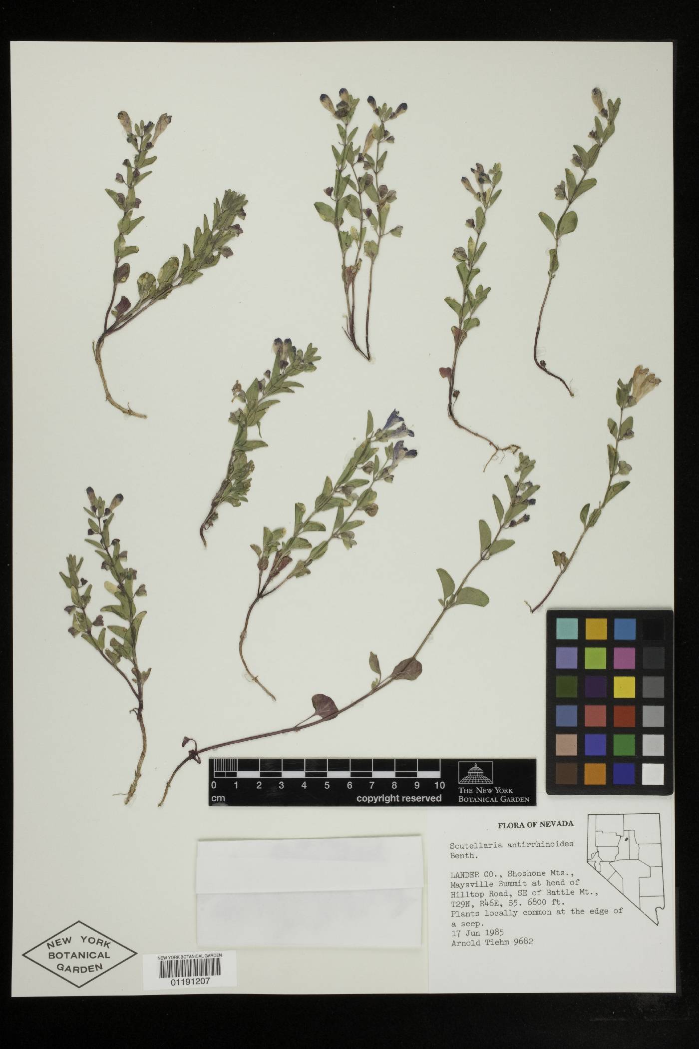 Scutellaria antirrhinoides image