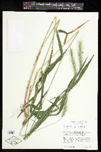 Elymus riparius image