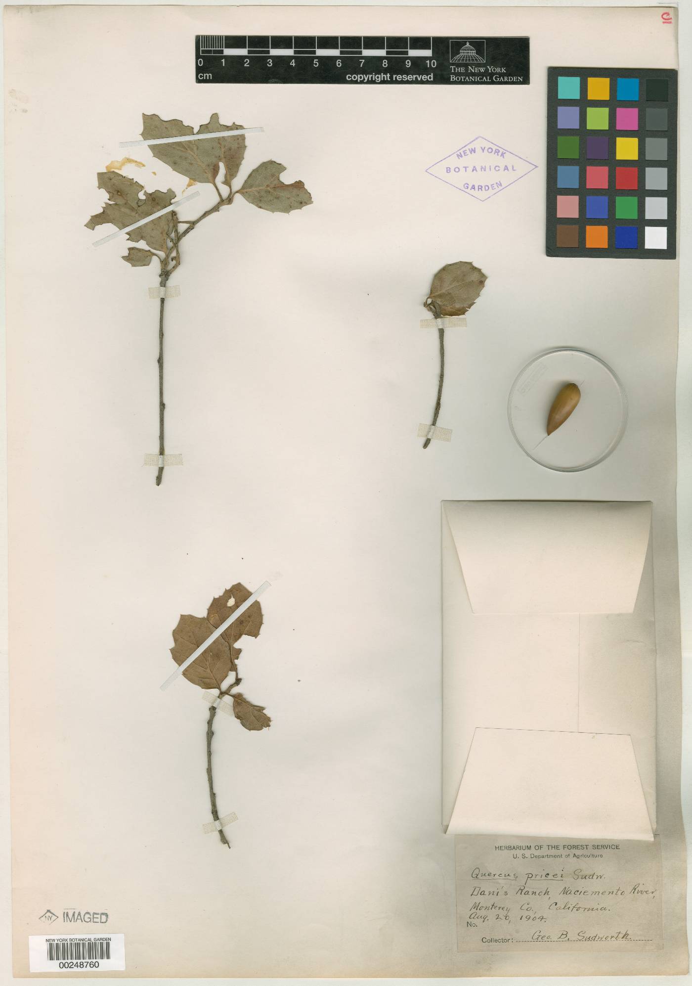 Quercus pricei image