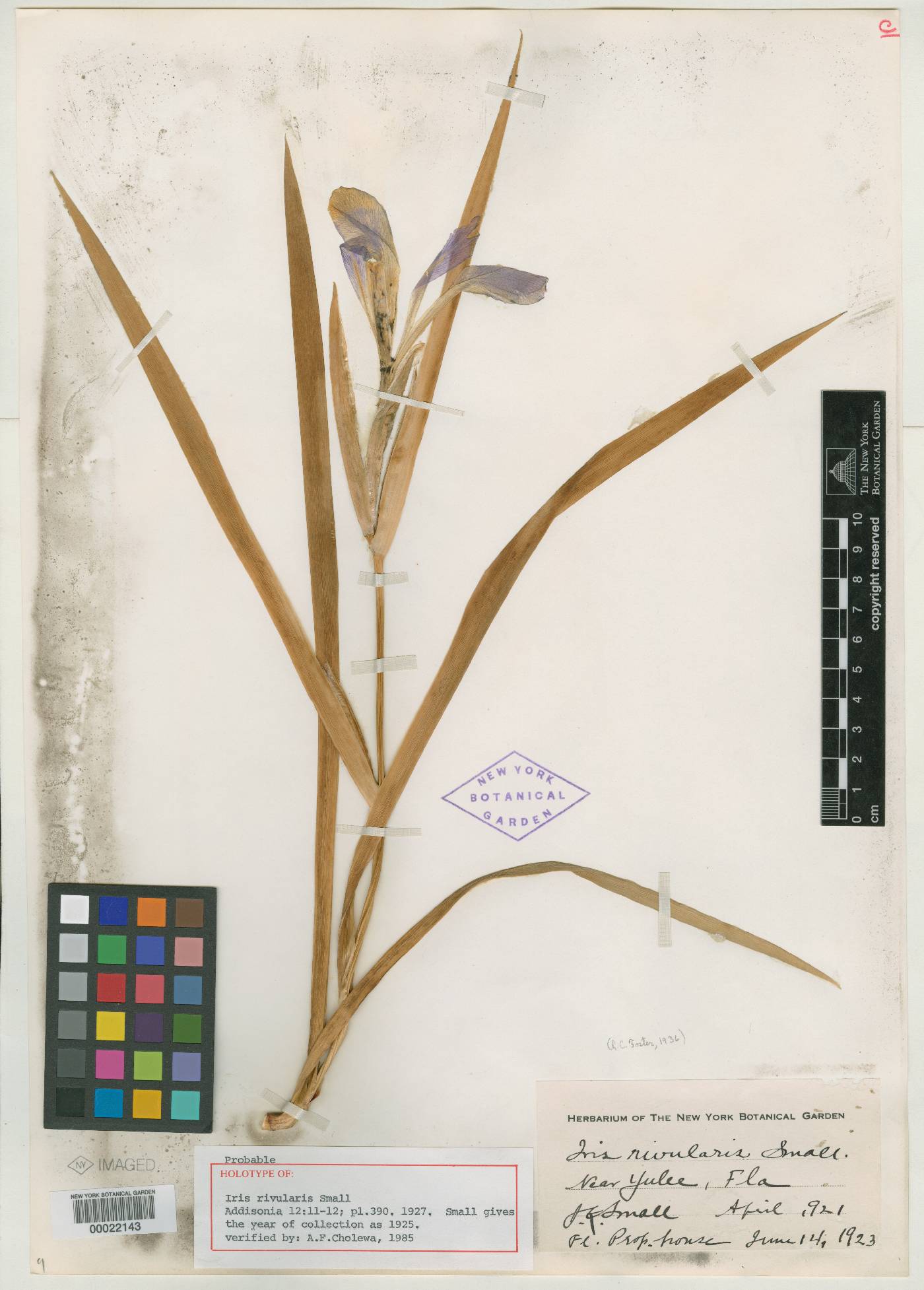Iris rivularis image