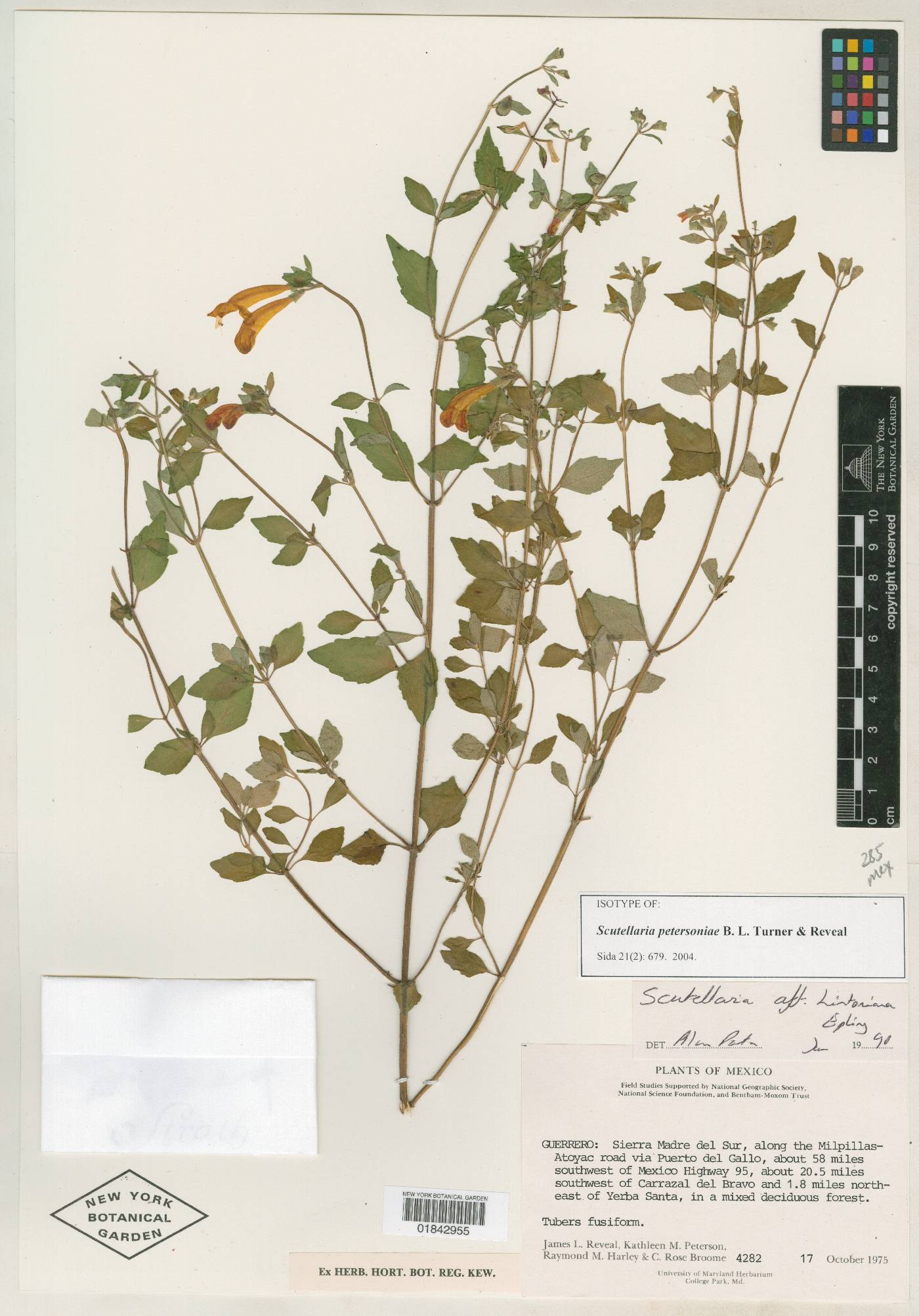 Scutellaria petersoniae image