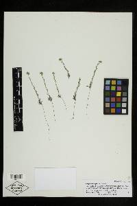 Cryptantha gracilis image