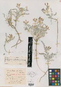Astragalus callithrix image
