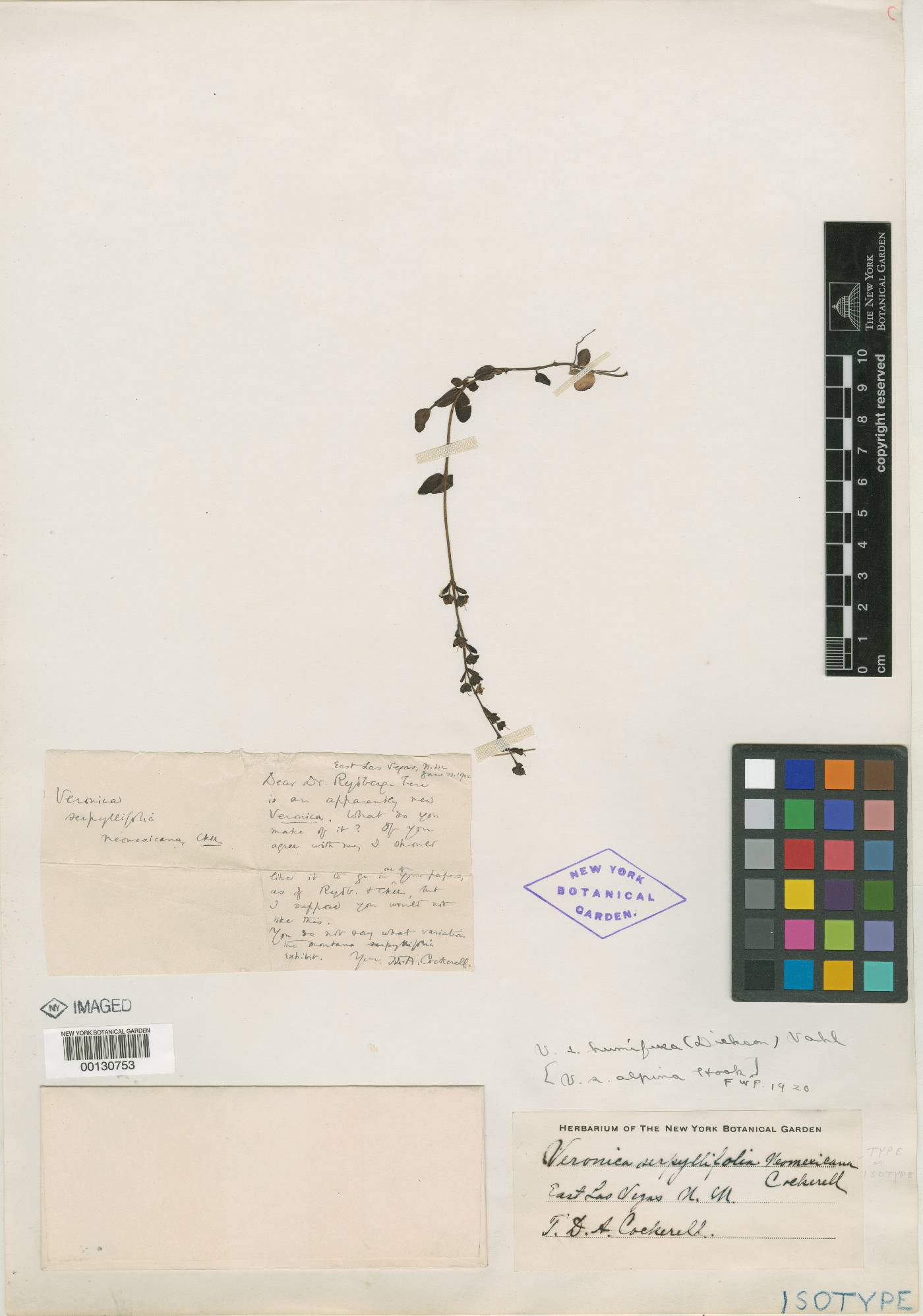 Veronica serpyllifolia var. neomexicana image
