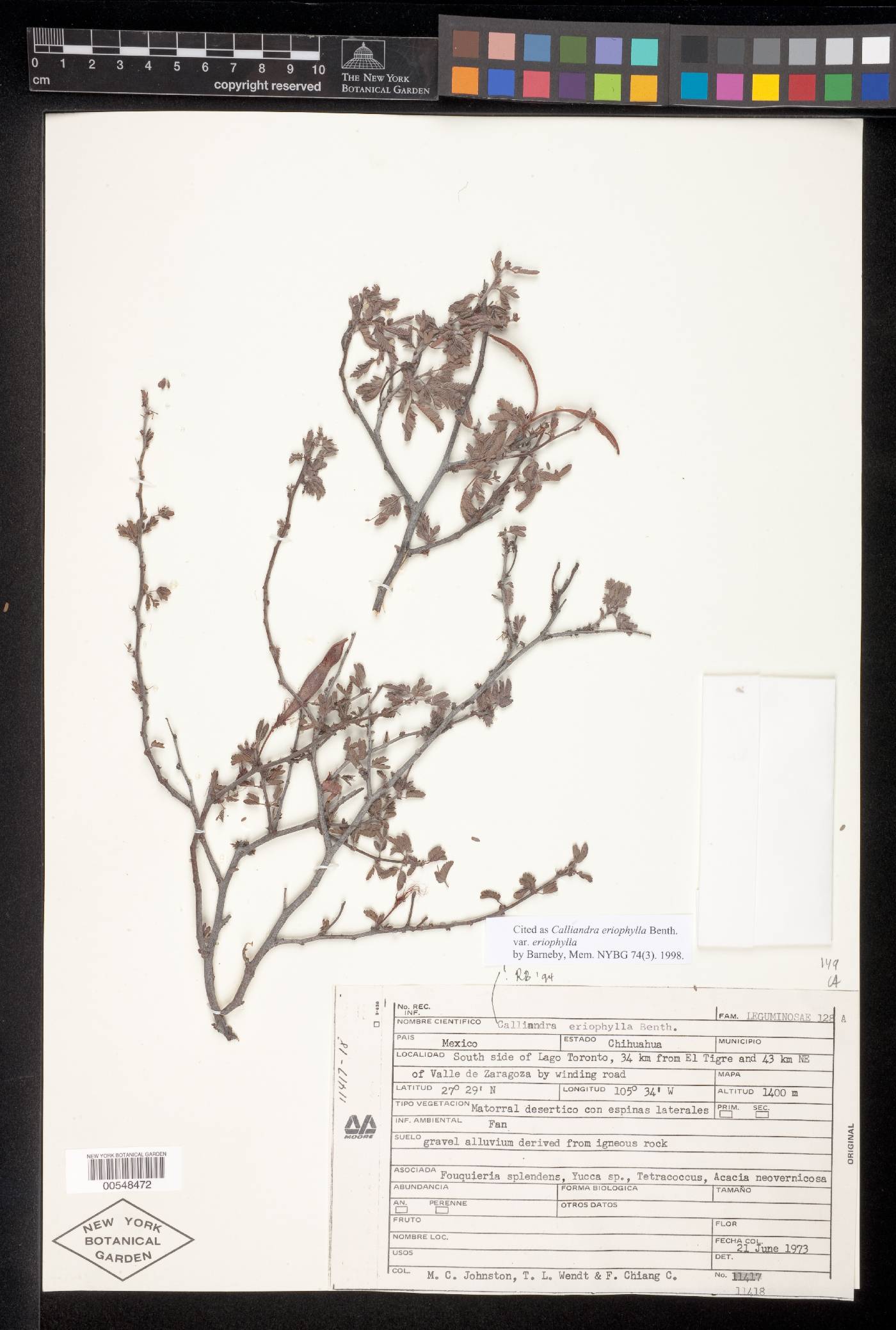 Calliandra eriophylla var. eriophylla image