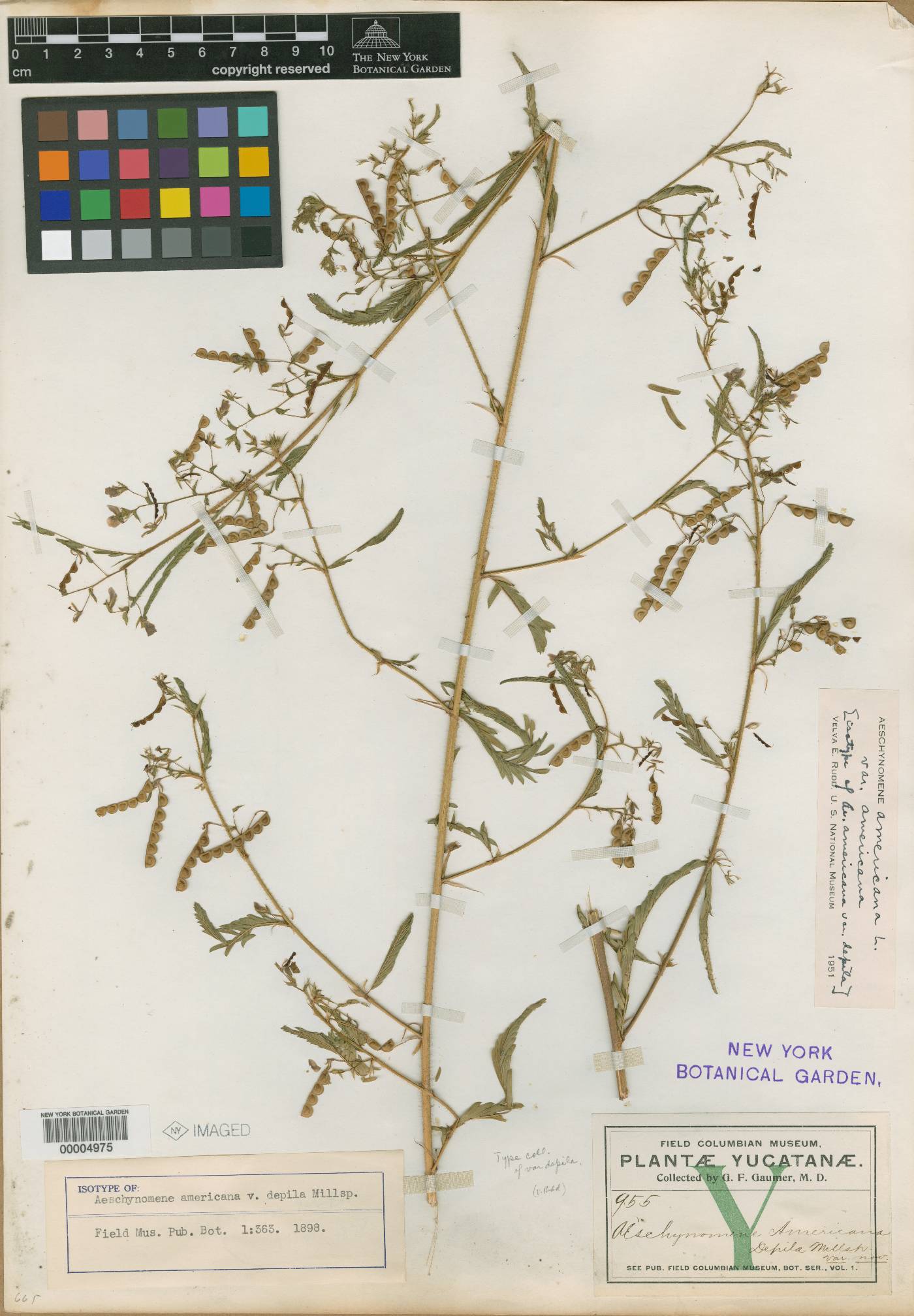 Aeschynomene americana image