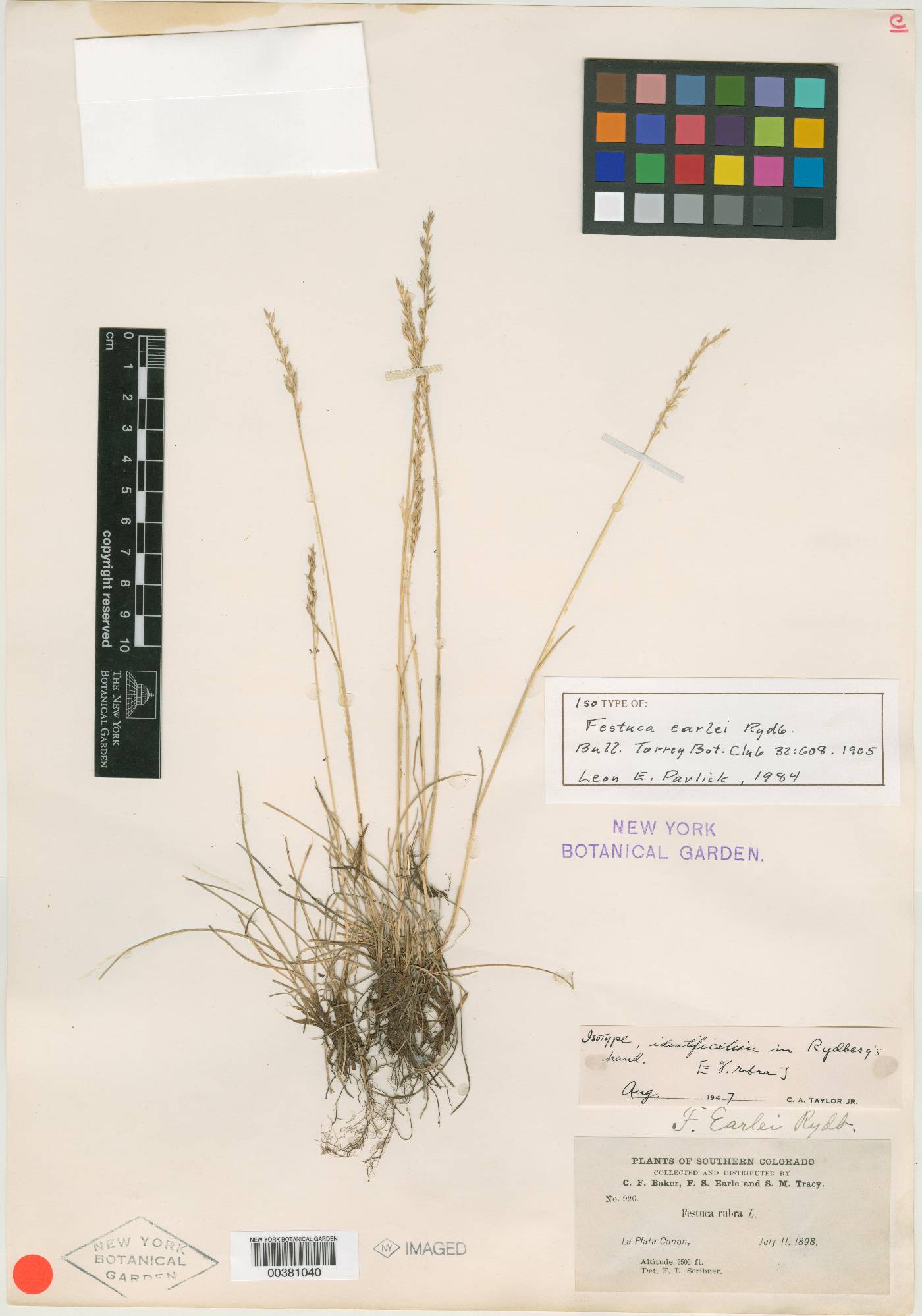 Festuca earlei image