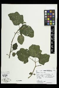 Solanum capsicoides image