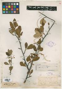 Cercocarpus macrourus image