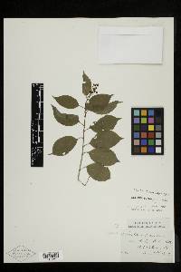 Celastrus scandens image