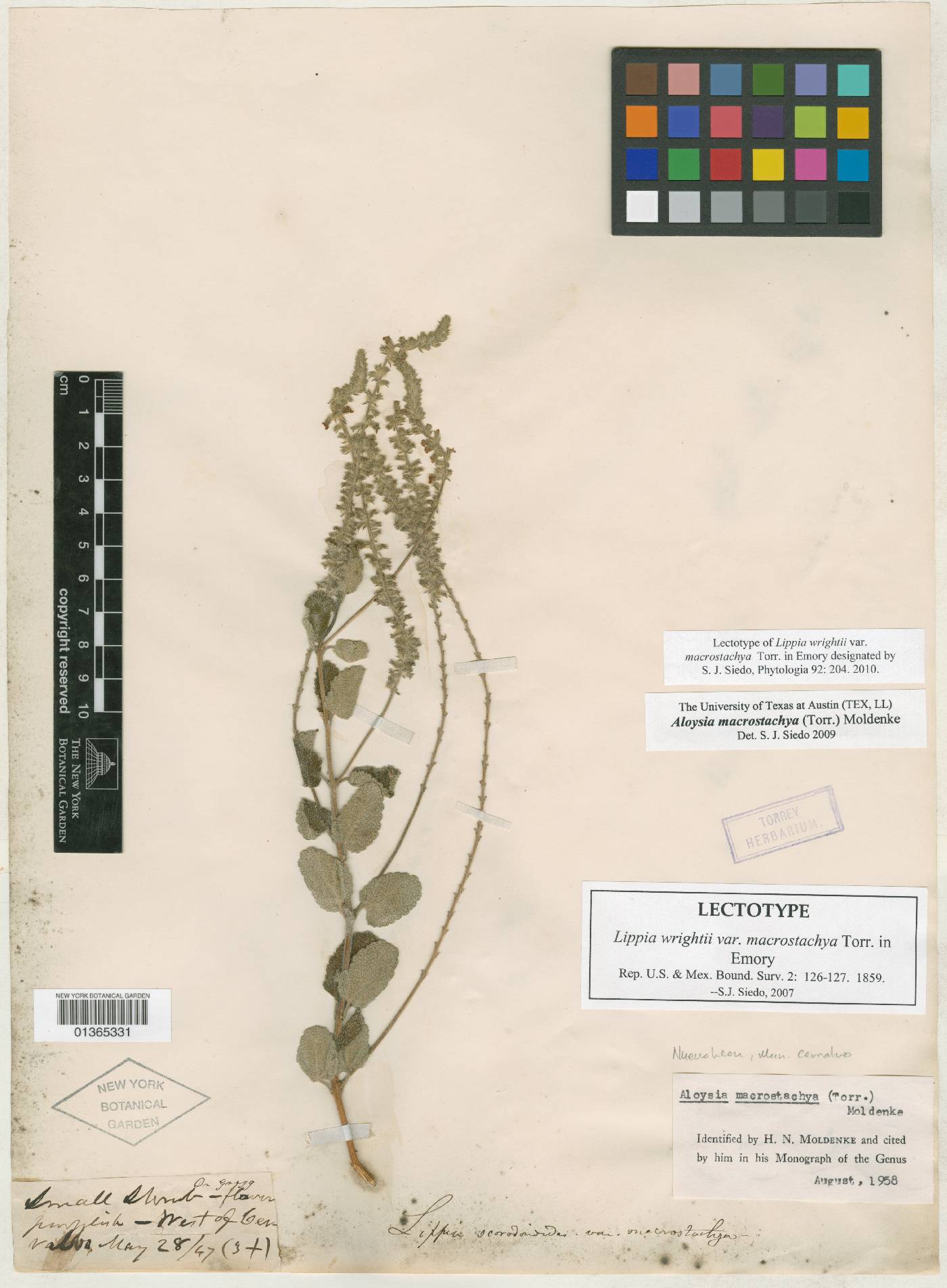 Aloysia macrostachya image