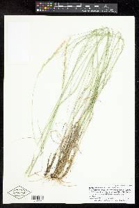 Elymus wawawaiensis image