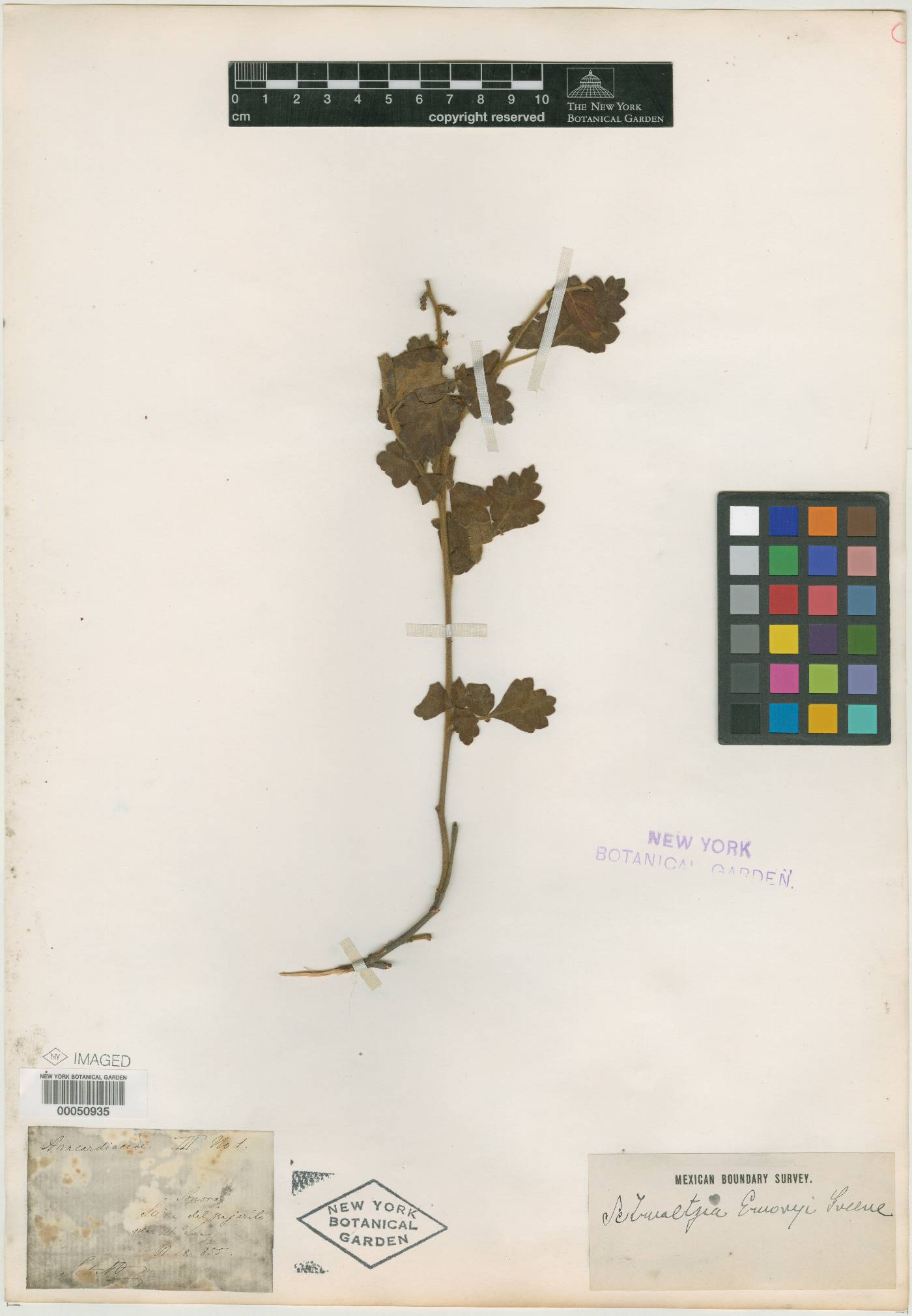 Schmaltzia emoryi image