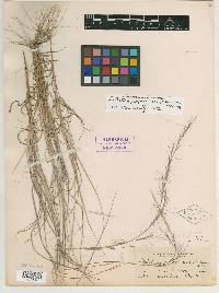 Aristida purpurascens image