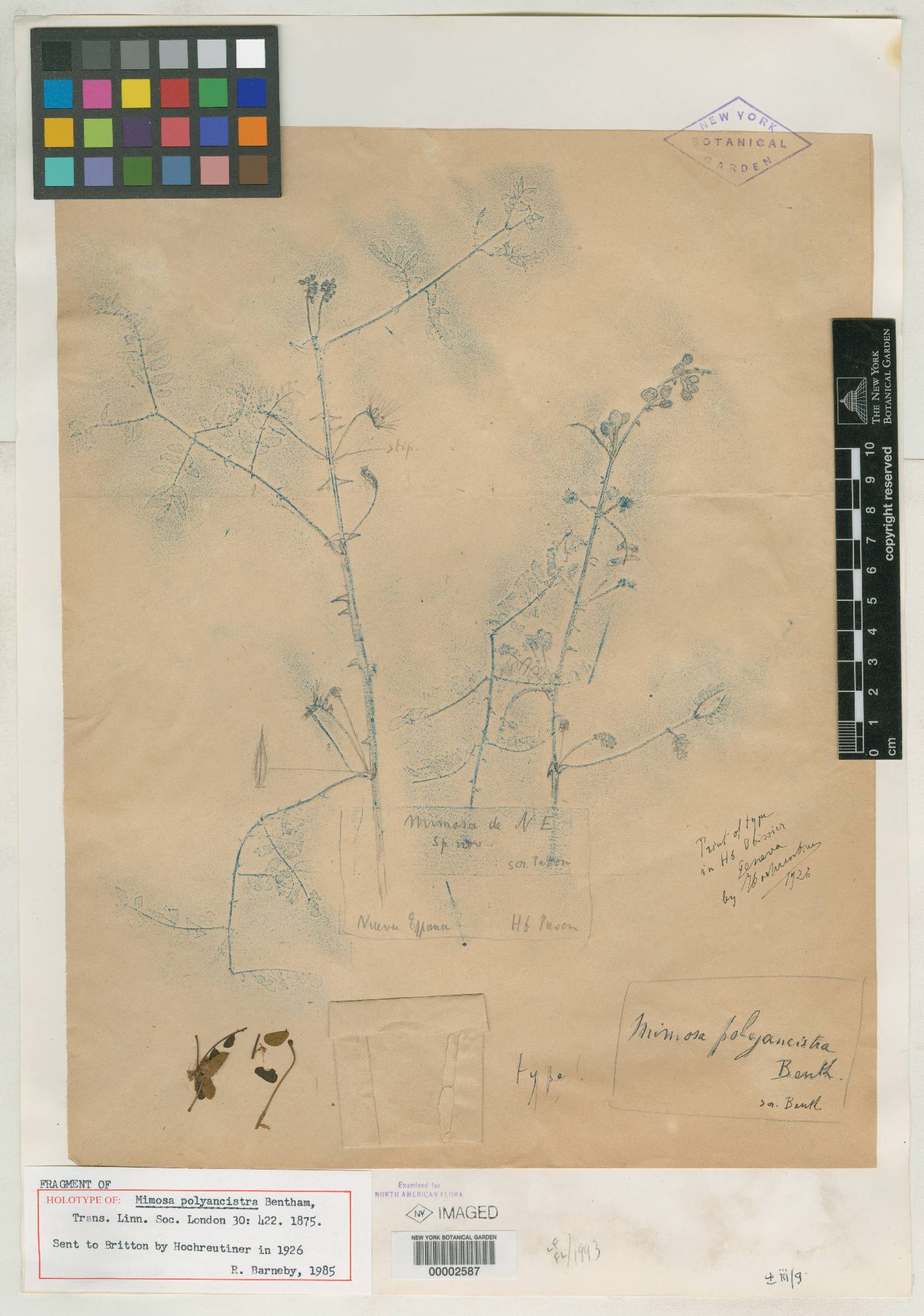 Mimosa polyancistra image