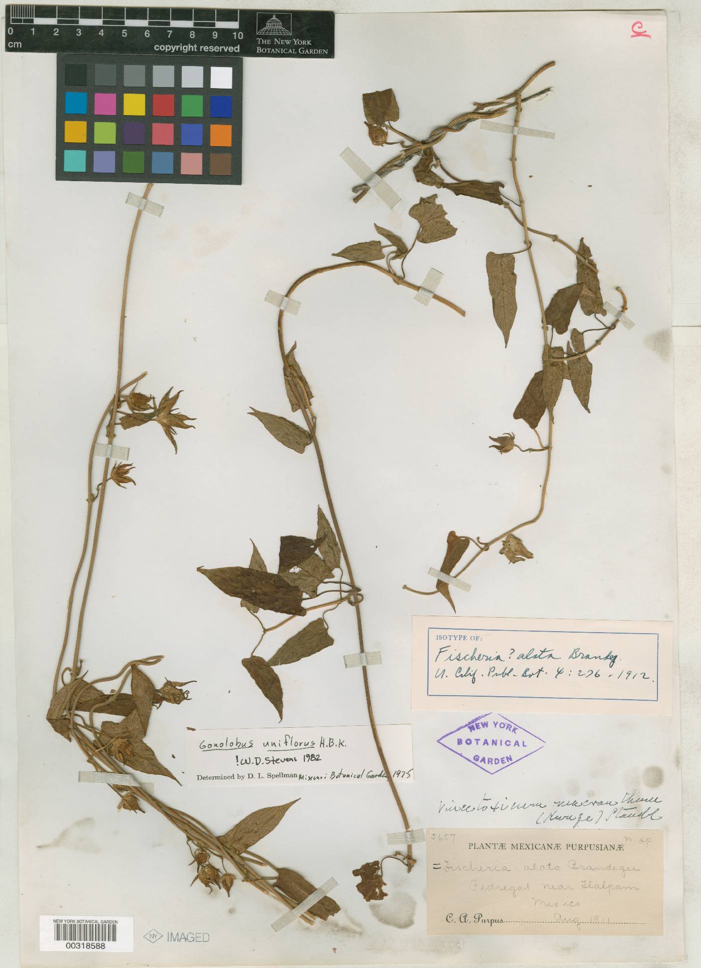 Fischeria scandens image