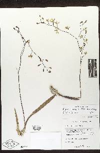 Encyclia fucata image