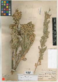 Solidago wardii image