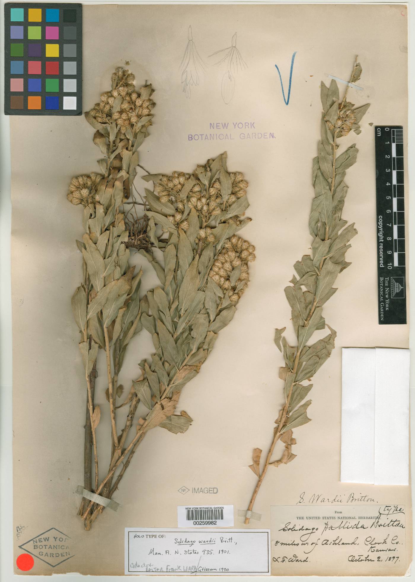 Solidago wardii image