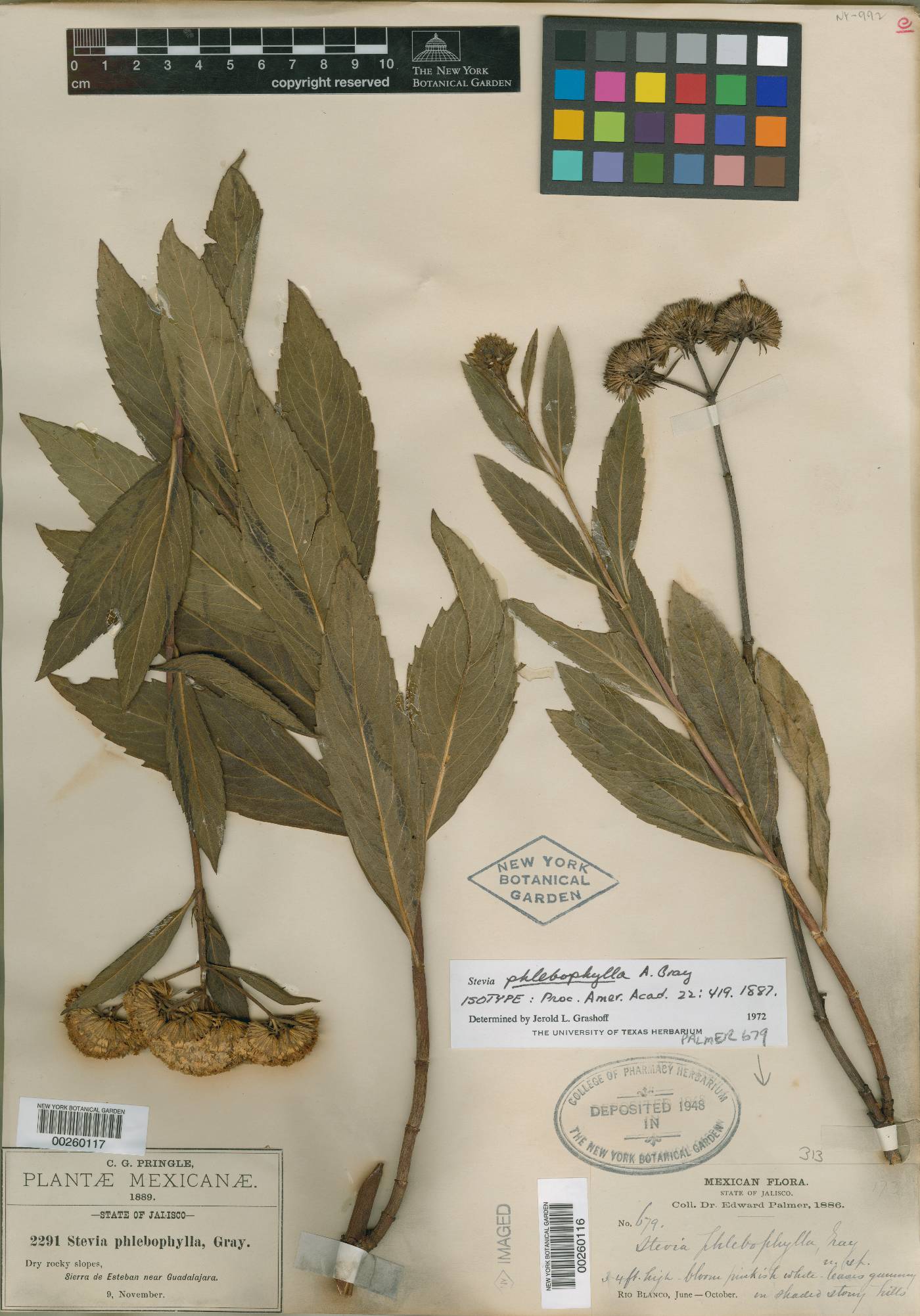 Stevia phlebophylla image