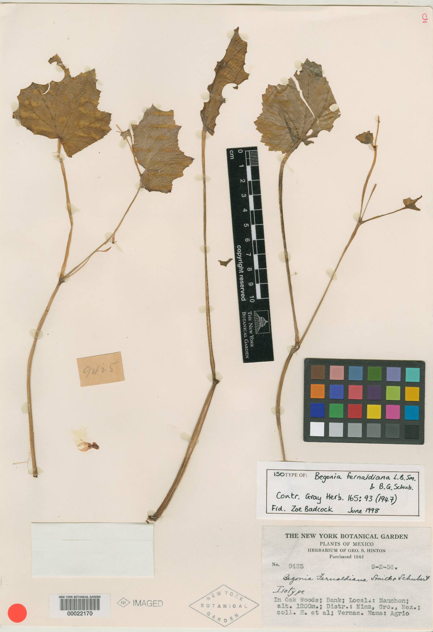 Begonia fernaldiana image