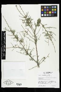 Tsuga canadensis image