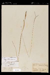 Paspalum setaceum var. muhlenbergii image