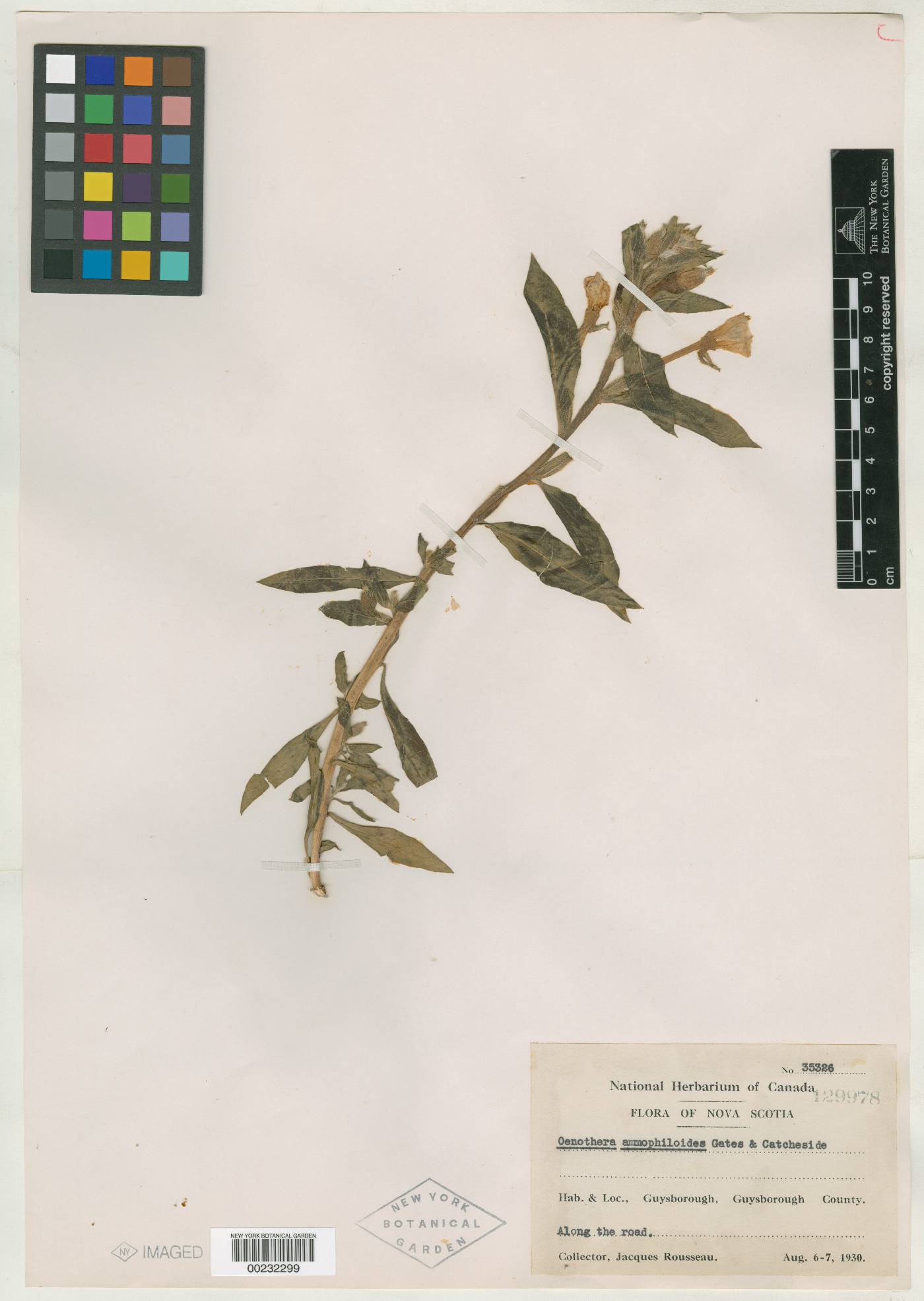 Oenothera oakesiana image