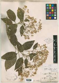 Lippia pringlei image