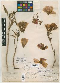 Oenothera whitneyi image