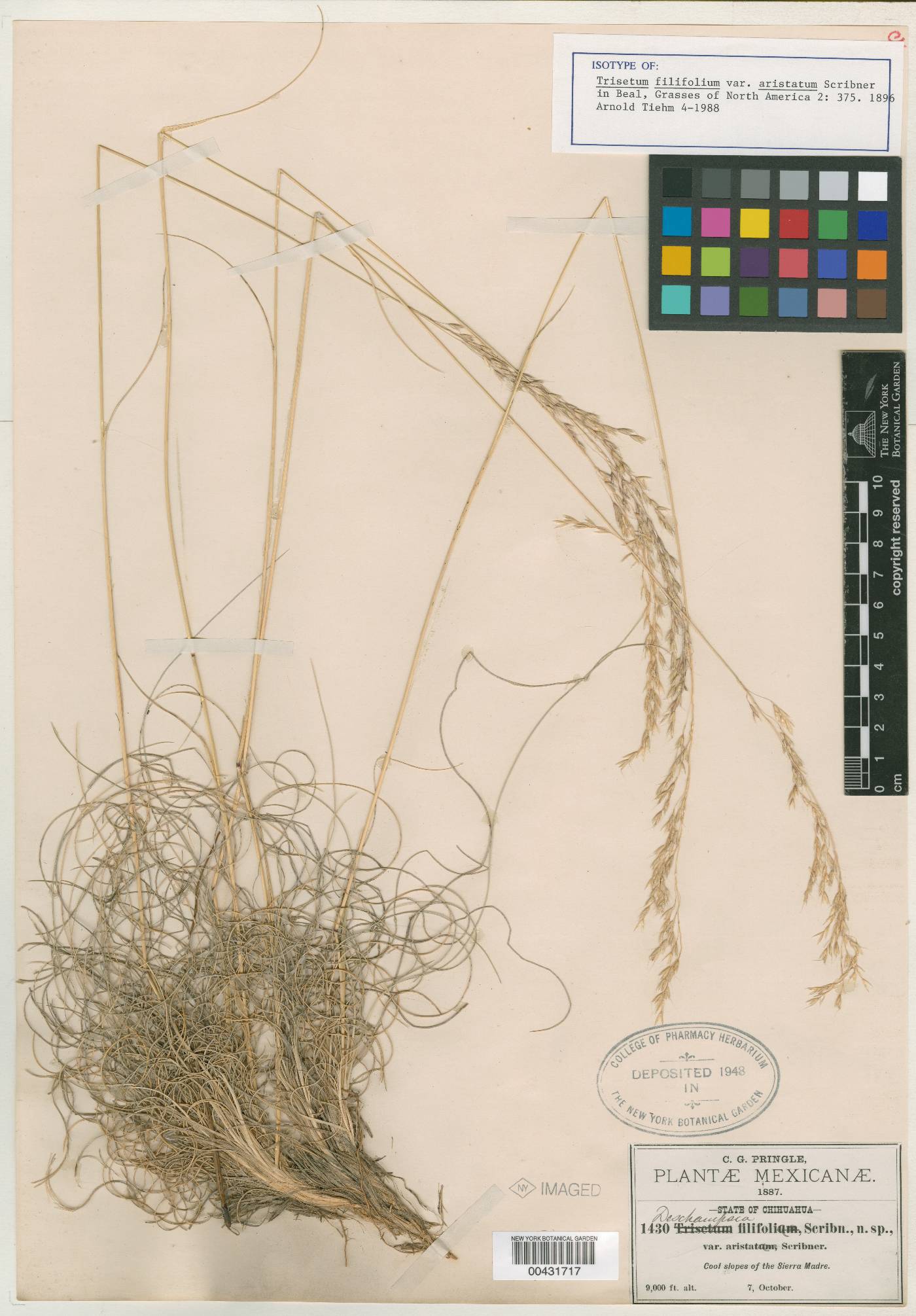 Trisetum filifolium image