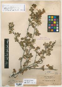 Cercocarpus pallidus image