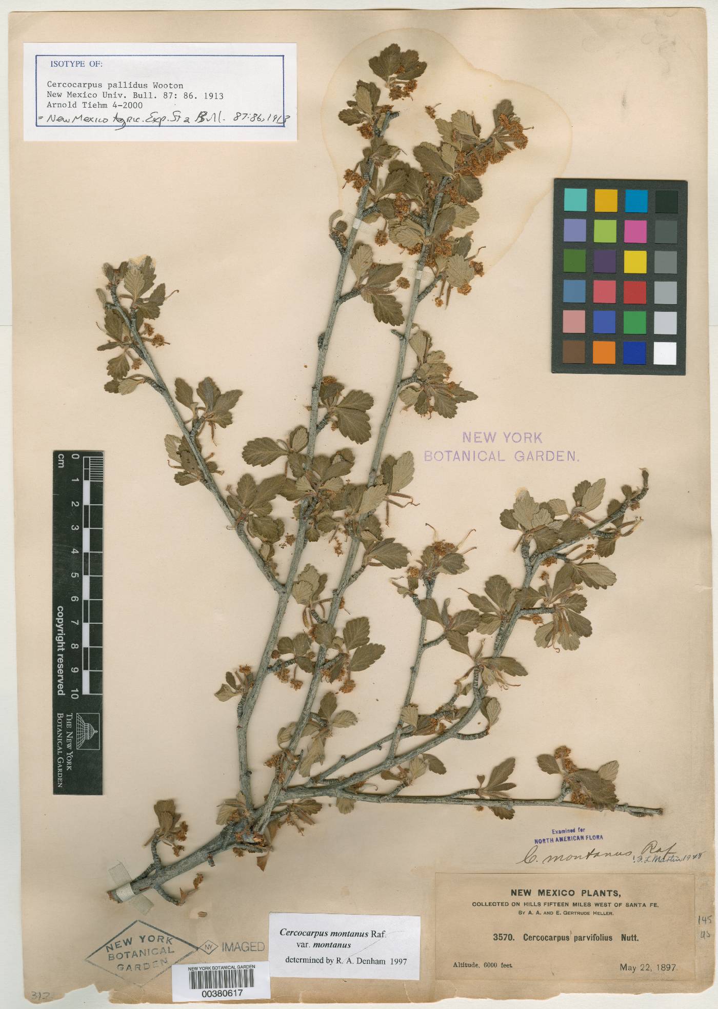 Cercocarpus pallidus image