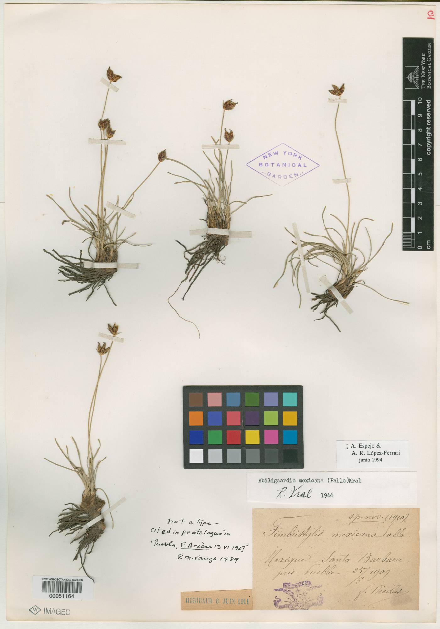 Fimbristylis mexicana image