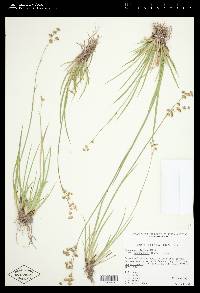 Juncus saximontanus image