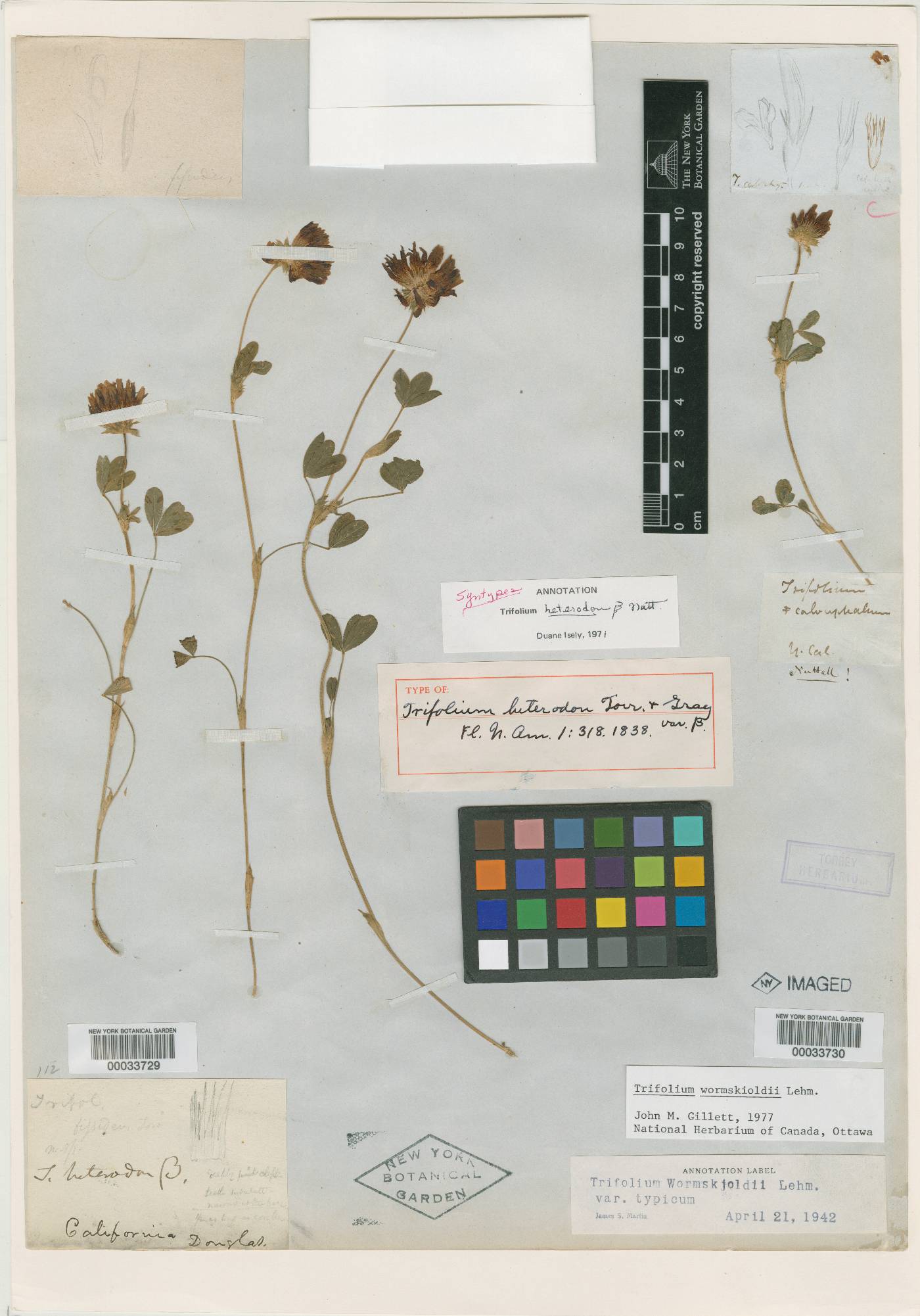 Trifolium calocephalum image