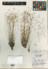 Houstonia butterwickiae image