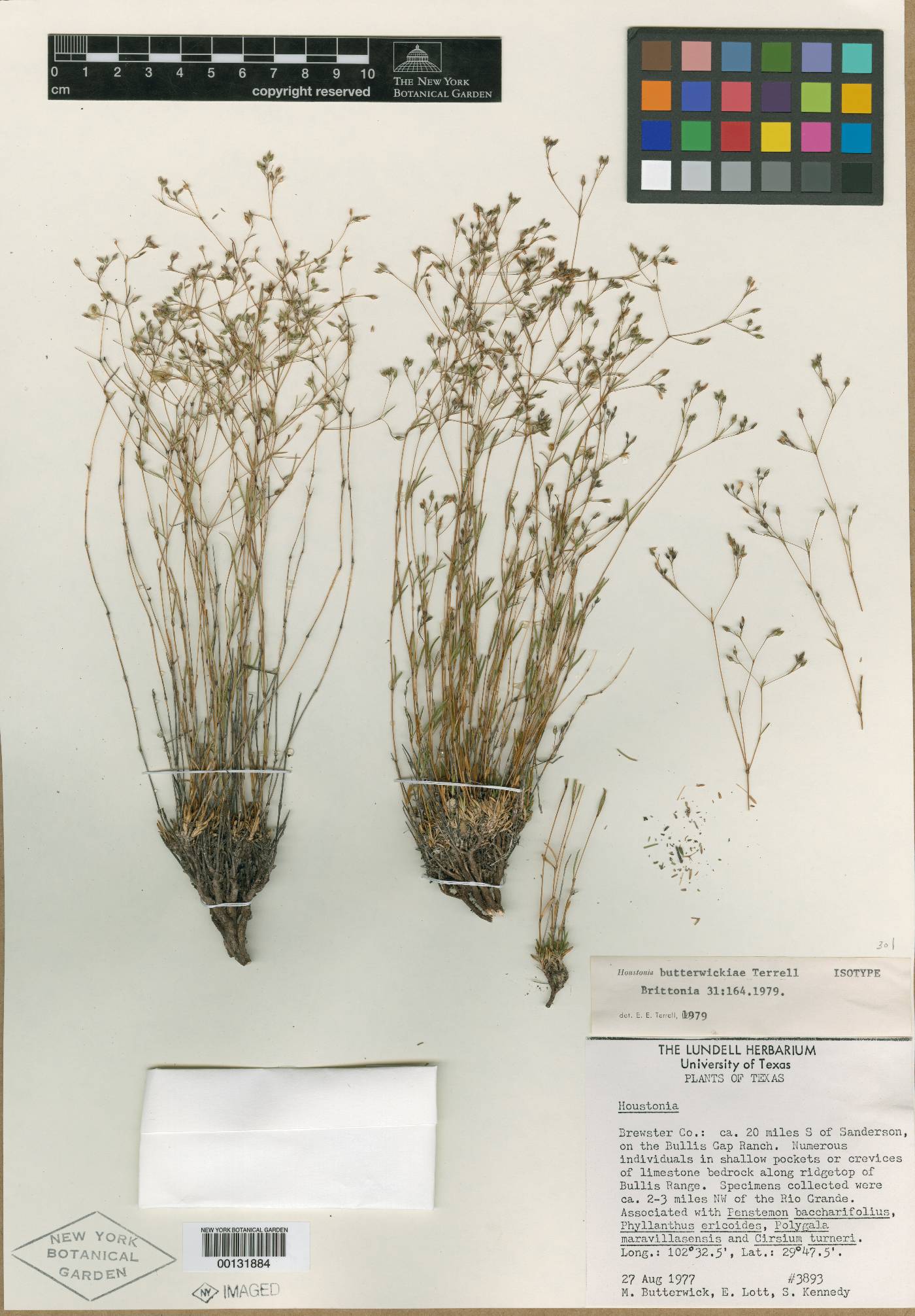 Houstonia butterwickiae image