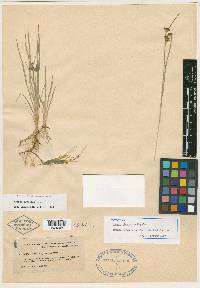 Juncus obtusatus image