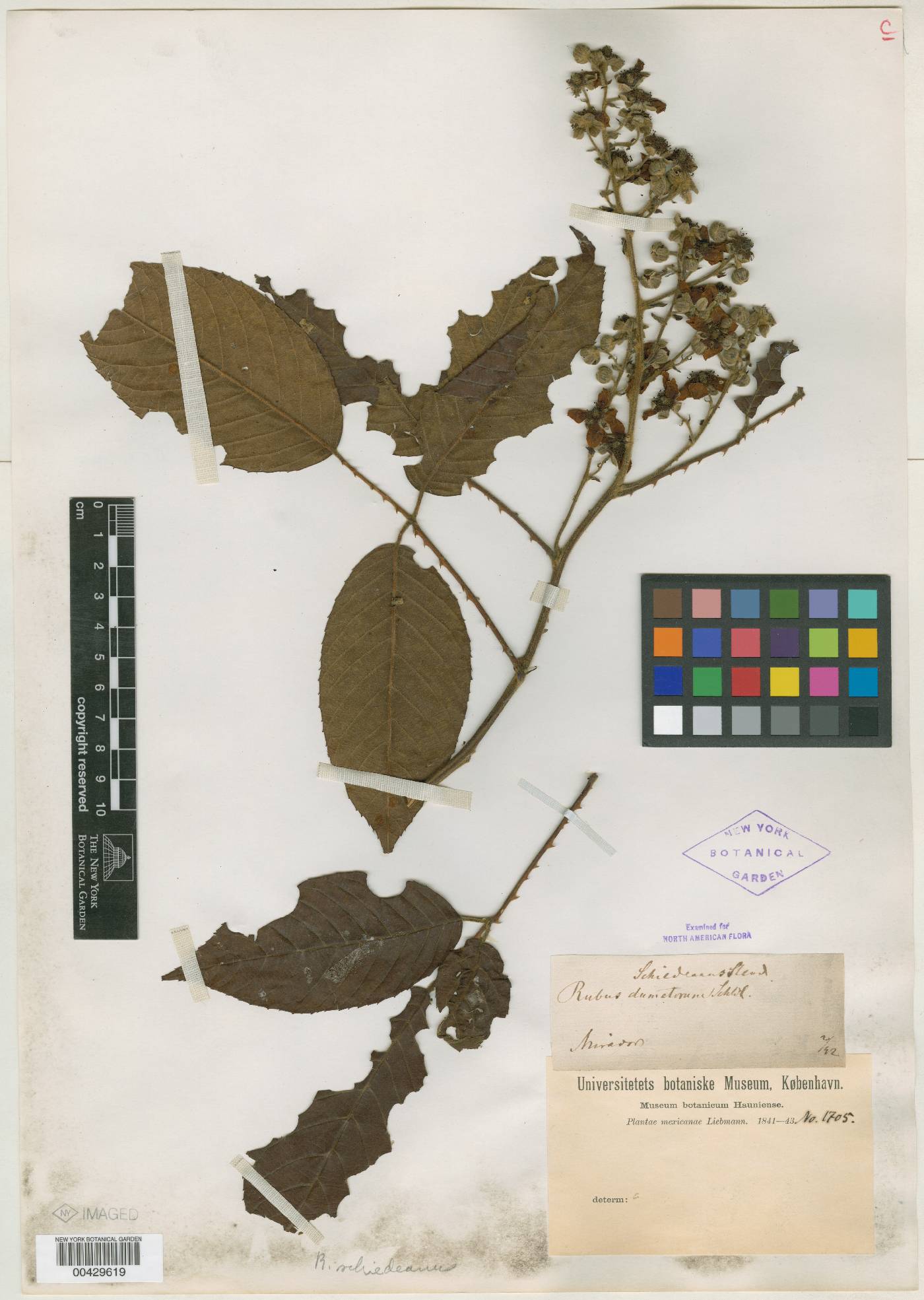 Rubus schiedeanus image